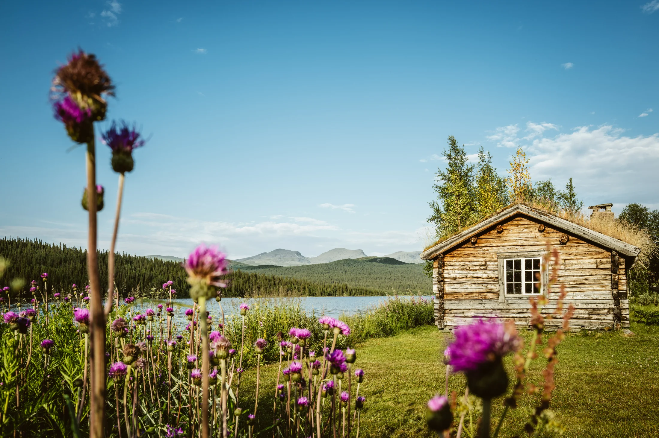 Kleine rote Hütte in einer Wiese mit Wildblumen und schwedischer Landschaft